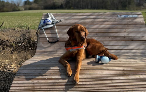 Ein rotbrauner Labrador-Golden-Retriever-Mischling liegt auf einer geschwungenen Holzliege in der Sonne. Er trägt seine orangene Kenndecke, das Führgeschirr hängt an der Rückenlehne der Liege. Ein blau-silberner Kopfhörer liegt neben den Hundepfoten.